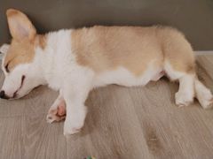 -浣熊柯尔鸭土拨鼠·电玩咖