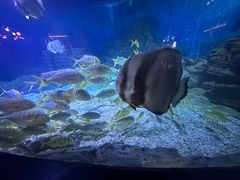 -烟台海昌鲸鲨海洋公园