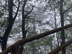 -缙云山景区