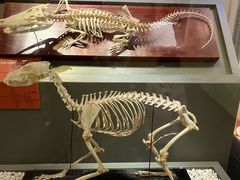 -国家自然博物馆