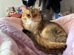 -伟伟宠物医院·瑞派猫友好医院·猫科(光谷店)