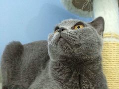 -喵的天空名猫咖啡馆·撸猫·猫舍·用品