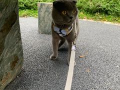 -景田北六街公园宠物主题园