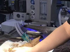 -伟伟宠物医院·CT影像中心·瑞派犬猫综合性门诊(汉口总院)