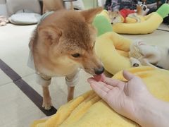 -逗柴咖啡屋·狗咖猫咖宠物桌游