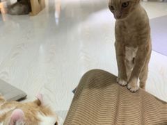 -猫和宫(六道口店)