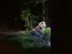 -夜间野生动物园