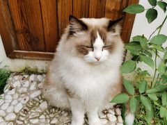 -喵屿·大理花园猫咖