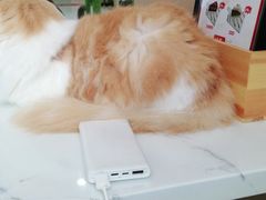 -喵园·猫主题咖啡厅·撸猫·猫咖(国贸店)