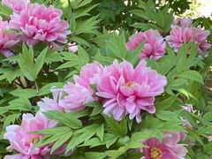 -国家植物园南园