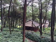 -铁山坪森林公园