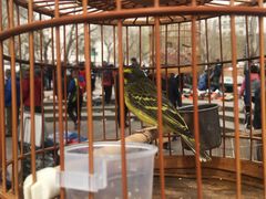 -哈尔滨道外花鸟鱼市场