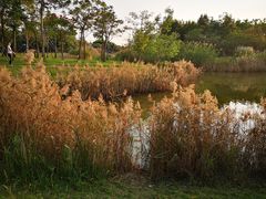 -福田红树林生态公园