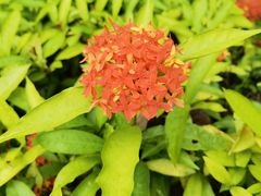 -曼听御花园
