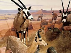 -陕西自然博物馆