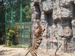 -上海野生动物园