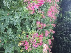 iphone_upload_pic-松山湖梦幻百花洲