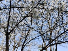 -高东镇樱花园