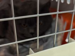 -纳吉亚猫专科动物诊疗中心(蒋宅口分院)