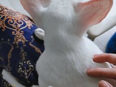 -喵的天空名猫咖啡馆·撸猫·猫舍·用品