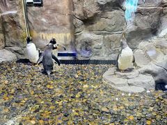 -迪拜水族馆及水下动物园