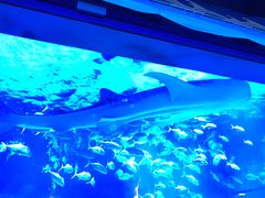 -烟台海昌鲸鲨海洋公园