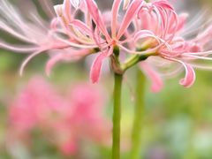 -白塘生态植物园