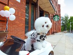 -超宠爱宠物摄影-Super pet