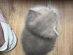 -欣宠猫屋·矮脚拿破仑·蓝金金渐层