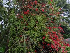-中国科学院西双版纳热带植物园