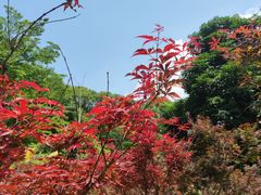 -广州市帽峰山景区