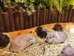 -藦茜花园宠物主题亲子互动体验馆(国顺东路店)