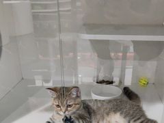 -小猫来了·猫舍(红山六九七九店)