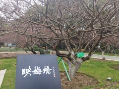 -红梅公园