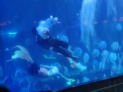 -蓬莱欧乐堡海洋极地世界