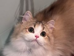 -momokira米努特·德文卷毛猫·棉花面纱犬