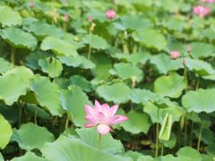 -莲花池公园