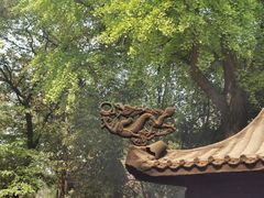 -洛阳白马寺