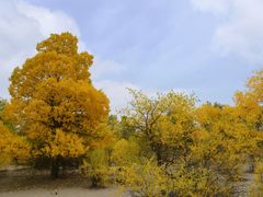 -金塔沙漠胡杨林景区