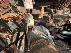 -柴犬高等学院·狗咖·柴犬售卖·宠物训练