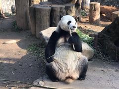-都江堰中华大熊猫苑