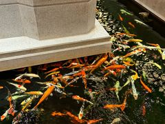 -龙悦湾酒家·八阵鱼生·渔人码头店