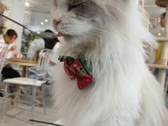 猫罐头-共舞时光猫咖·狗咖(新街口店)