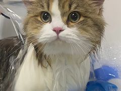 -车接车送·寄养洗护·德文猫舍(大宁店)