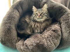 -pd派德宠物中心医院24H急重症·眼科中心·血液透析中心(嵩山北路店)