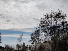 -贡湖湾湿地公园