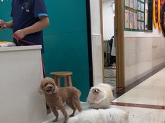 -乐琪宠物医院·犬猫专科·骨外科·急重症
