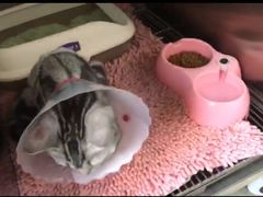-宠福鑫康馨动物医院·骨科·眼科