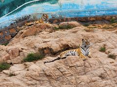 -西霞口神雕山野生动物世界