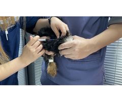 -伟伟宠物医院·CT影像中心·瑞派犬猫综合性门诊(汉口总院)